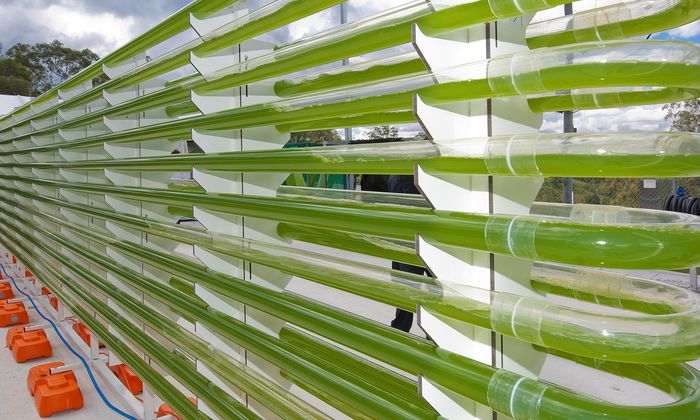 Algae plant_University of Queensland