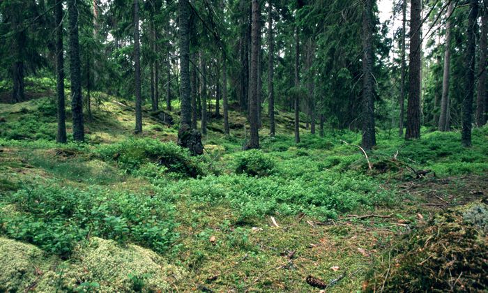 Swedish_Spruce_Forest