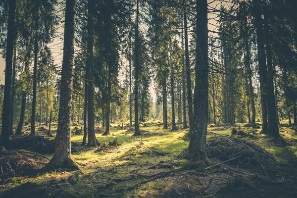 Saga Wood lancerer nye produkter på dette års Building Green
