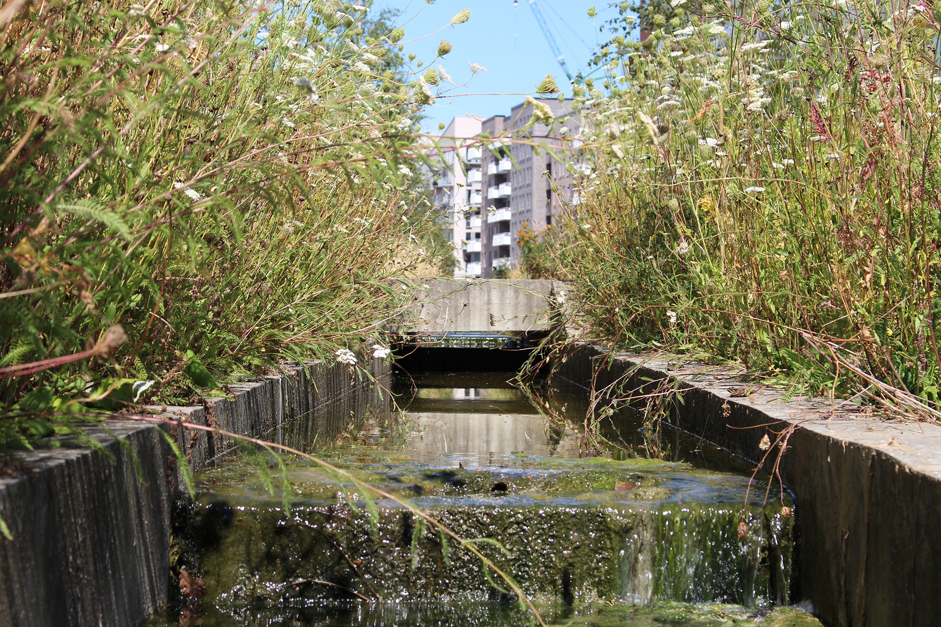 Eksperter i biodiversitet i moderne byggeri