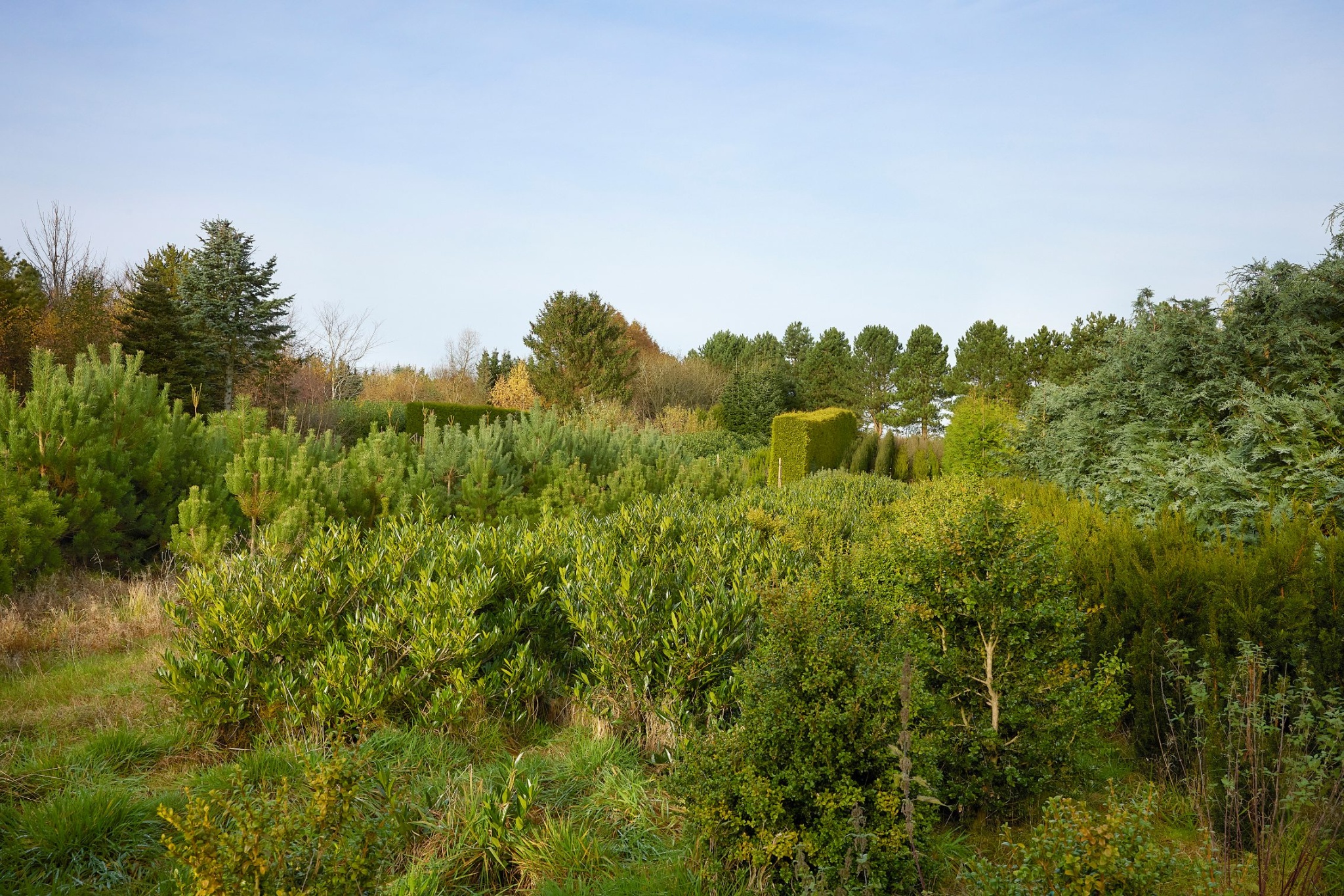 Planteskolen Langerød