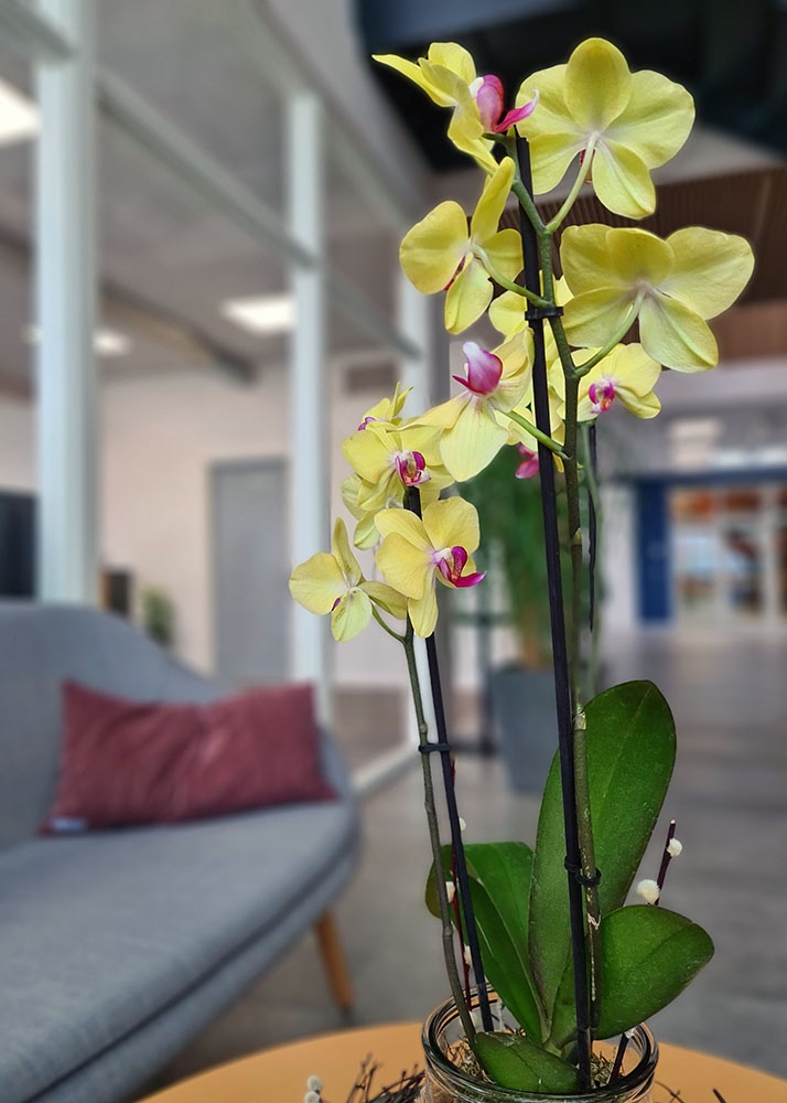 Indretning-Farvervej_planter_2